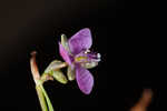 Nakedstem dewflower